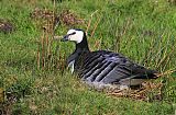 Barnacle Gooseborder=